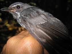 Image of Spotted Fantail