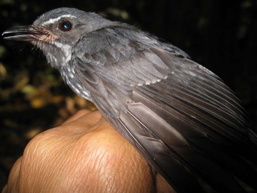 Image of Spotted Fantail