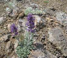 Image of silky phacelia