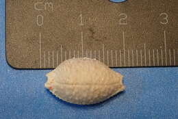 Image of Kernel cowry