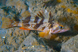 Image of Calico rockfish