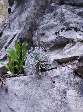 Image of Saxifraga longifolia Lapeyr.