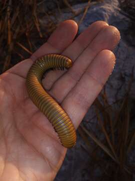 Image of Narceus gordanus (Chamberlin 1943)