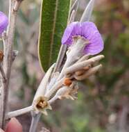 Image of Hovea apiculata G. Don