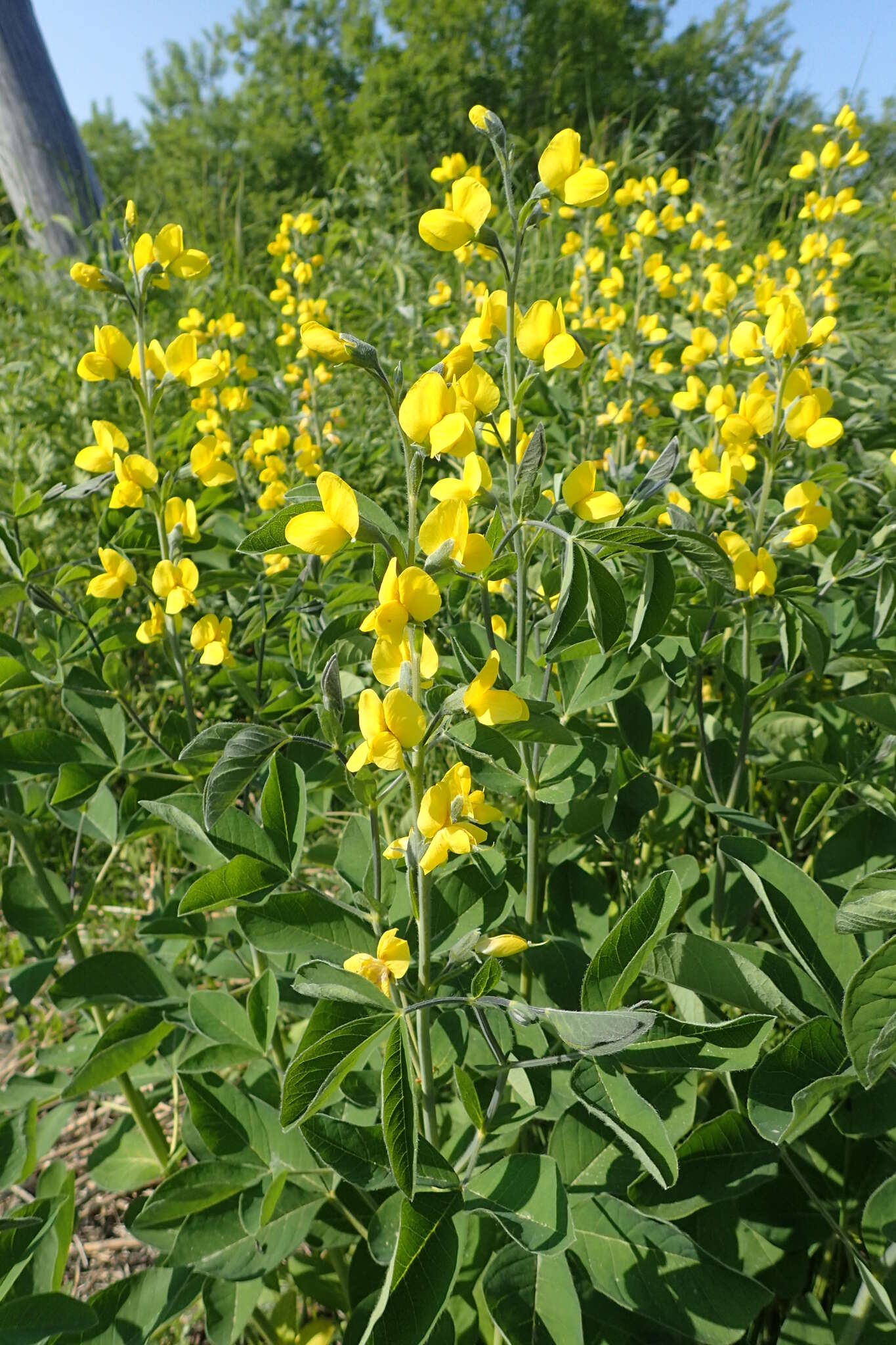 Image of Thermopsis lupinoides (L.) Link