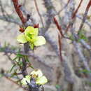 Image of Euphorbia lactiflua Phil.