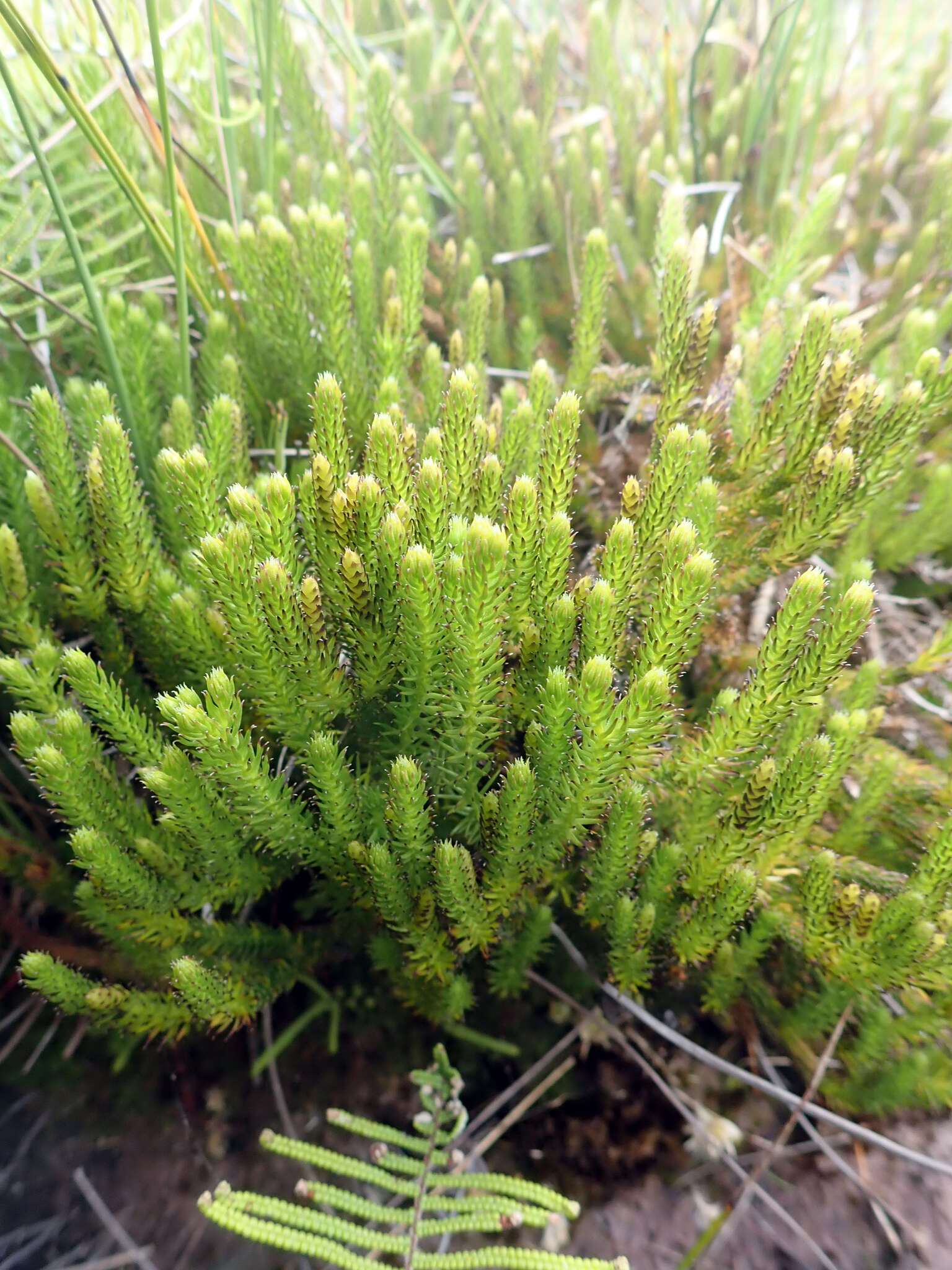 Imagem de Lateristachys lateralis (R. Br.) Holub