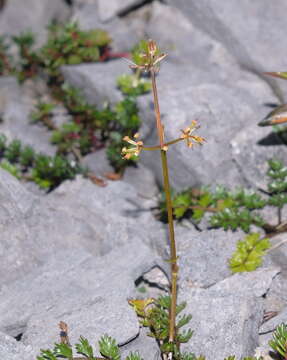 Imagem de Gingidia decipiens (Hook. fil.) J. W. Dawson