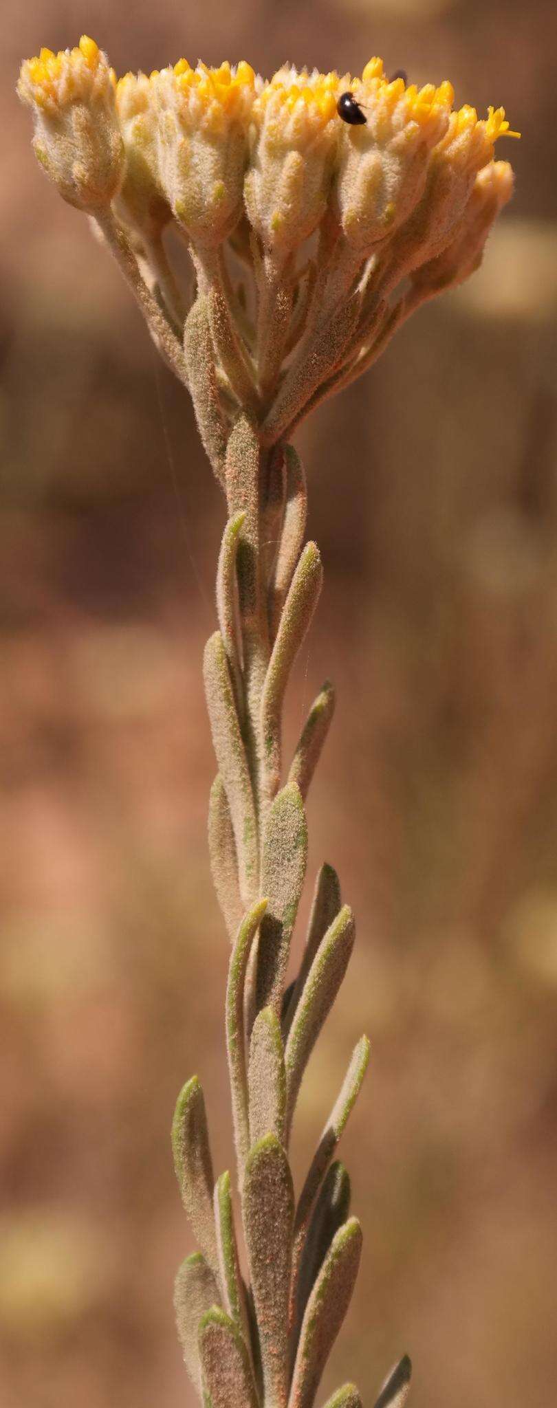 Image of Athanasia sertulifera DC.