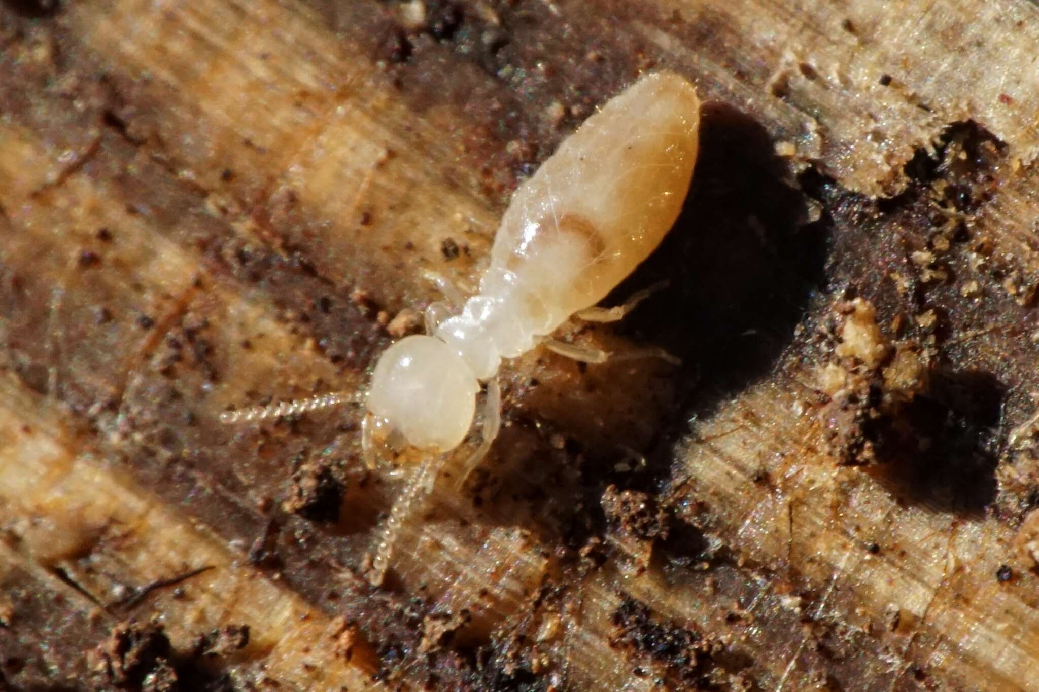 Image of Reticulitermes urbis Bagnères, Uva & Clément 2003