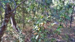 Image of Barleria crassa C. B. Cl.