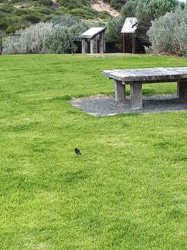 Image of Willie Wagtail