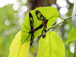 Image of Cosmosoma biseriata Schaus 1898