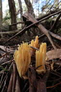 Image de Ramaria lorithamnus (Berk.) R. H. Petersen 1982