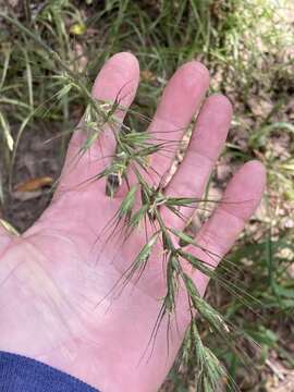 Elymus californicus (Bol. ex Thurb.) Gould的圖片