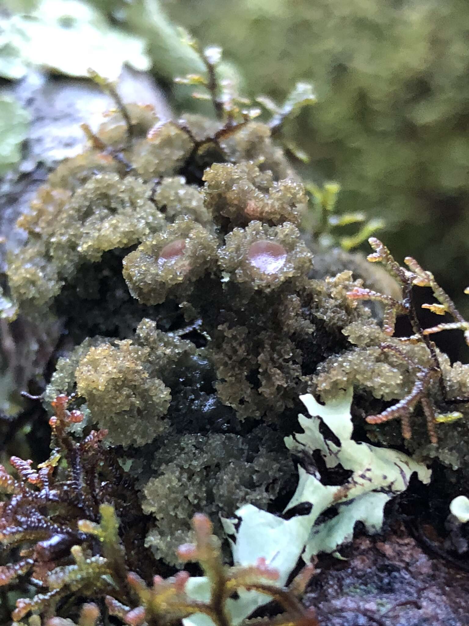 Image of skin lichen