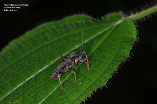 Image of Ectomocoris atrox (Stål 1855)