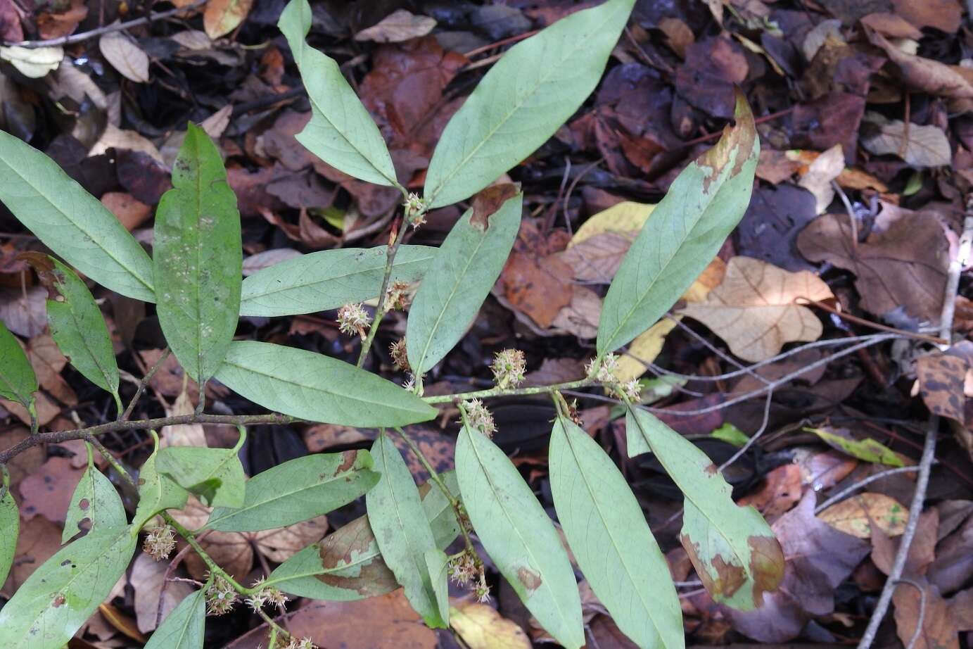 Imagem de Prunus tuberculata Koehne