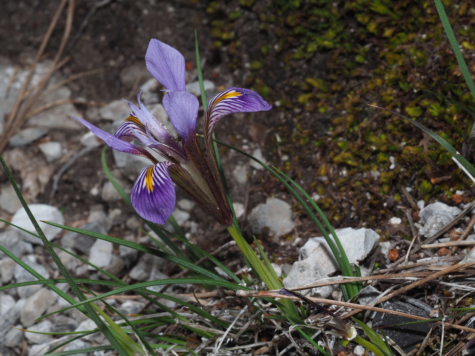 Image of Iris unguicularis subsp. cretensis (Janka) A. P. Davis & Jury