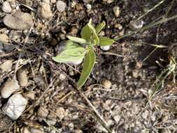 Image of sidecluster milkweed