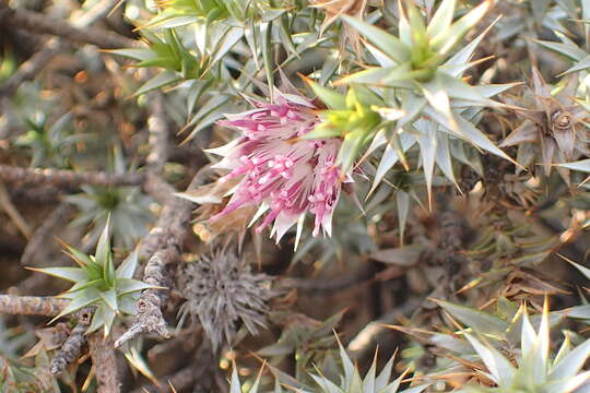 Image of Macledium relhanioides (Less.) S. Ortiz