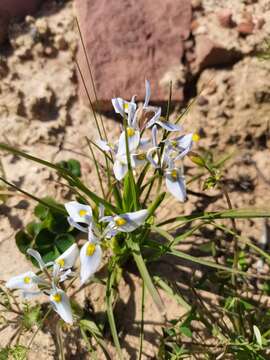 Image of Moraea ciliata subsp. ciliata