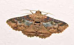 Pericyma mendax Walker 1857的圖片