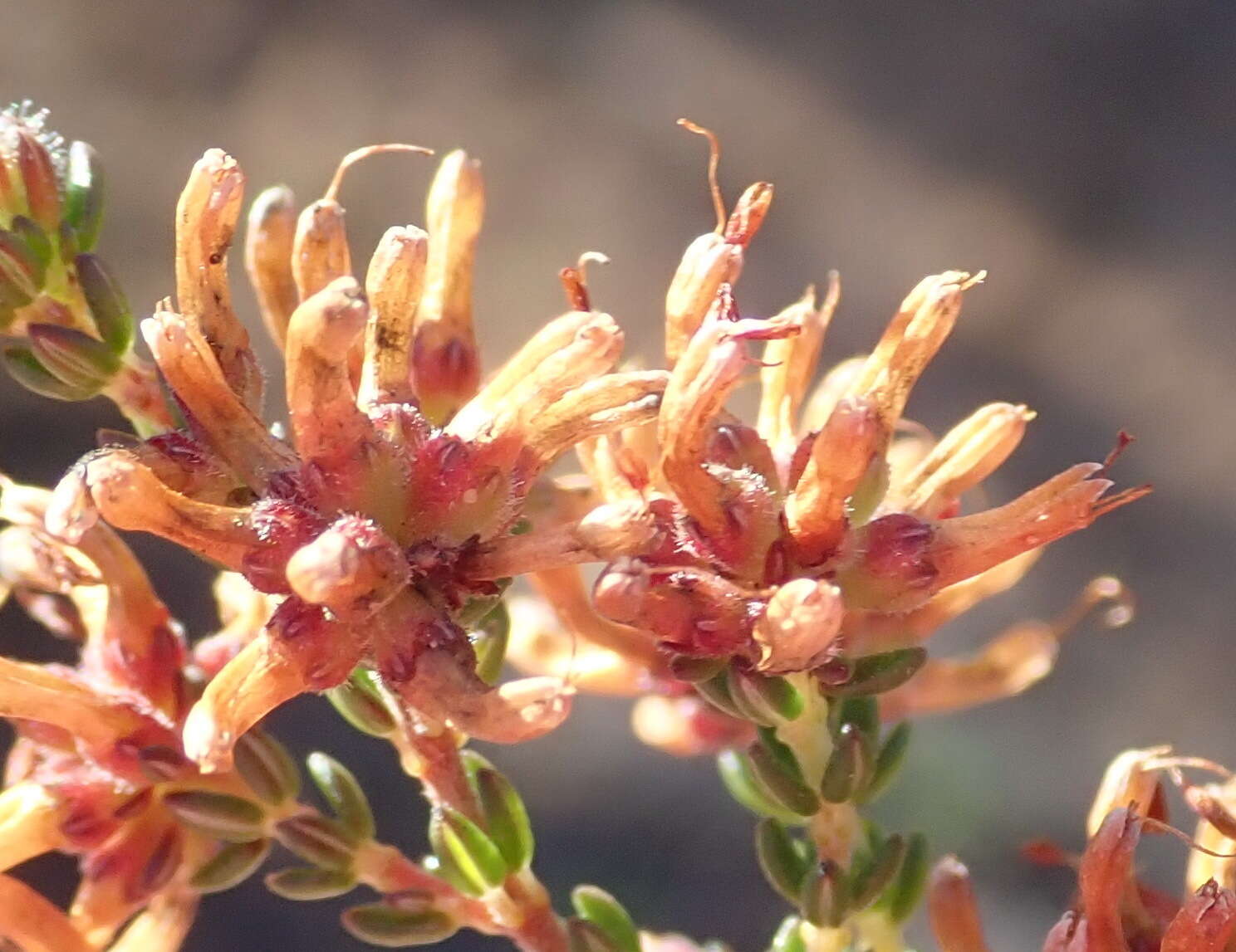 Imagem de Erica radicans subsp. radicans