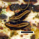 Image of Hypoderma rubi (Pers.) DC. 1805