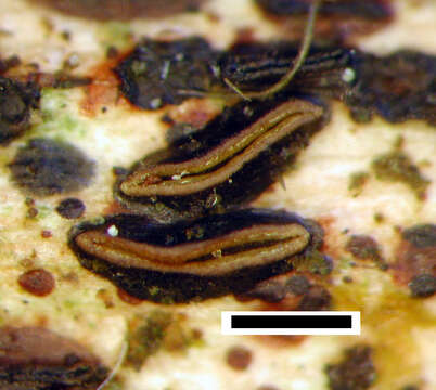 Image of Hypoderma rubi (Pers.) DC. 1805