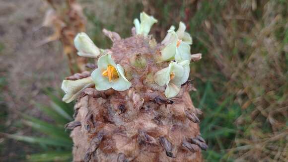 Image de Puya trianae Baker