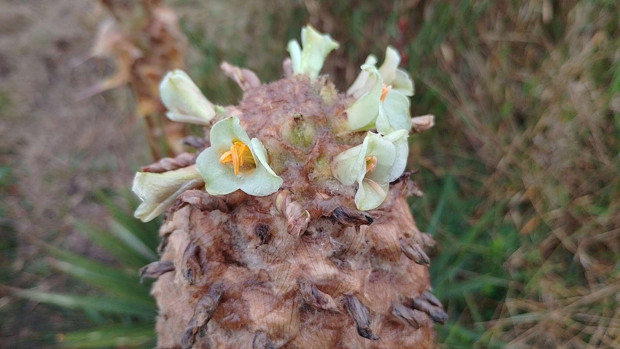 Image of Puya trianae Baker