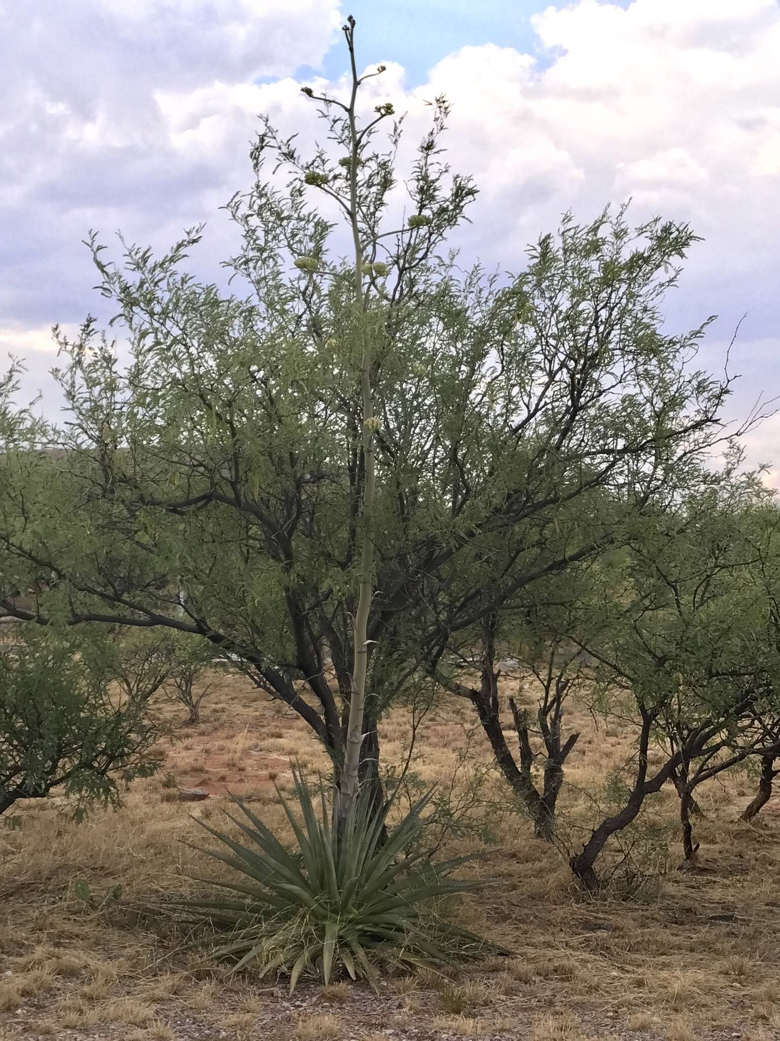 Image of Palmer's century plant