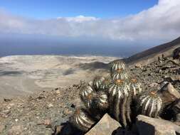 Imagem de Copiapoa calderiana subsp. atacamensis (Middled.) Mottram