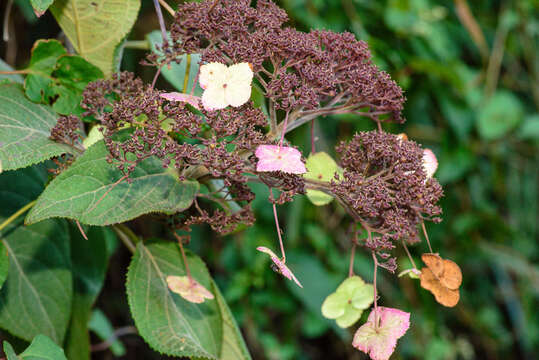 Sivun Hydrangea aspera Buch.-Ham. ex D. Don kuva