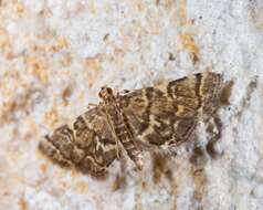 Image of Yellow-spotted Webworm Moth