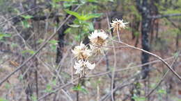 Image of Montanoa leucantha (Lag. & Segura) S. F. Blake