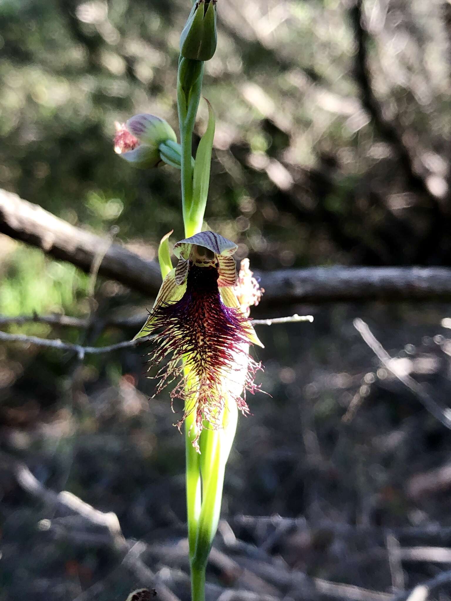 Calochilus robertsonii Benth.的圖片