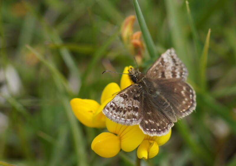 Image of dingy skipper