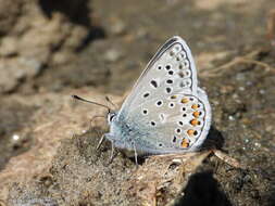 صورة Polyommatus eros (Ochsenheimer 1807)