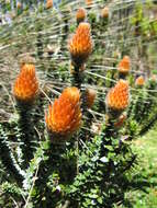 Image of flower of the Andes