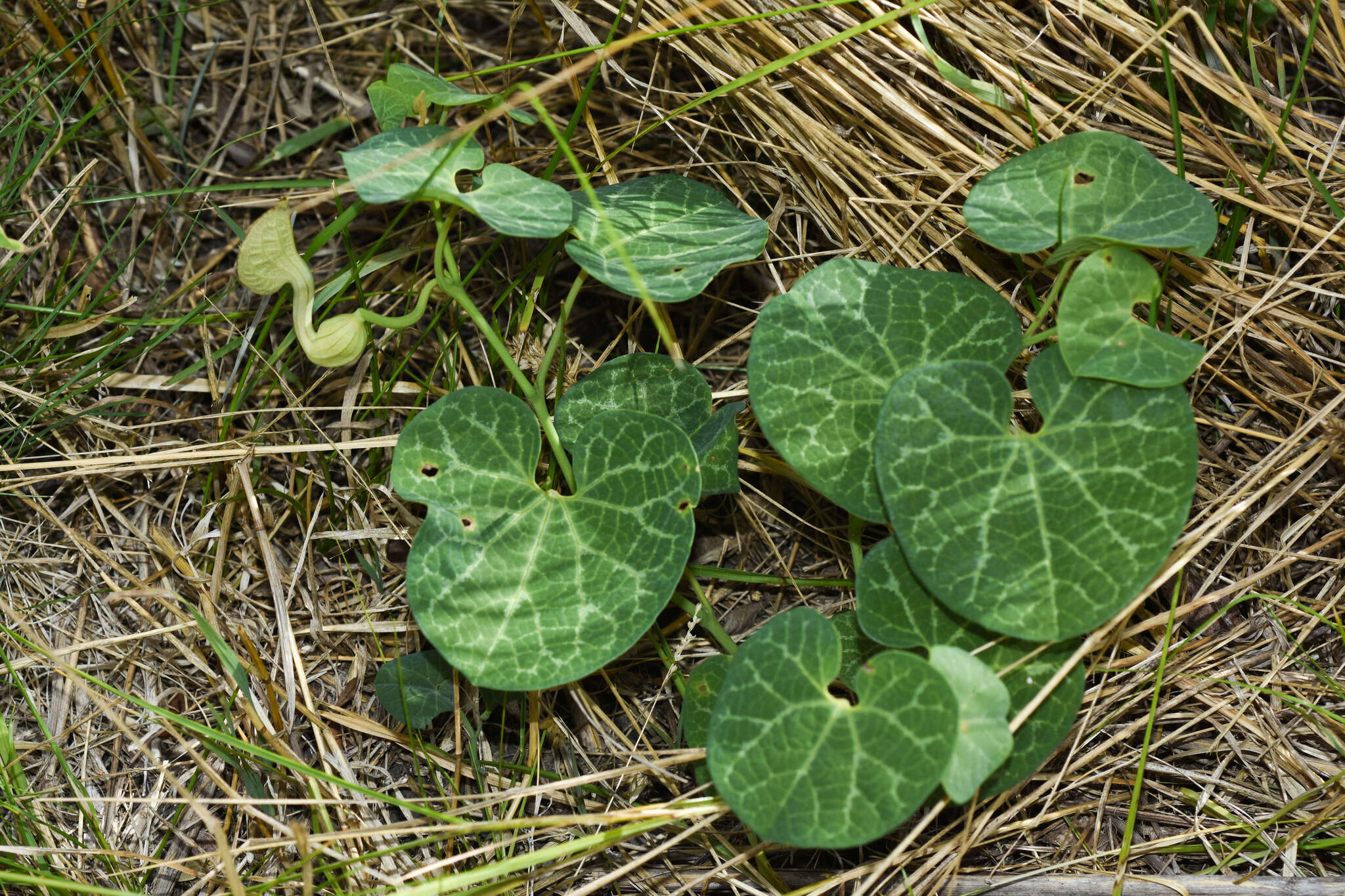 Image of Aristolochia fimbriata Cham.