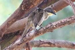 Image of Atimastillas flavicollis flavigula (Cabanis 1880)