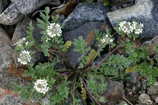 Plancia ëd Smelowskia altaica (Pobed.) Botsch.