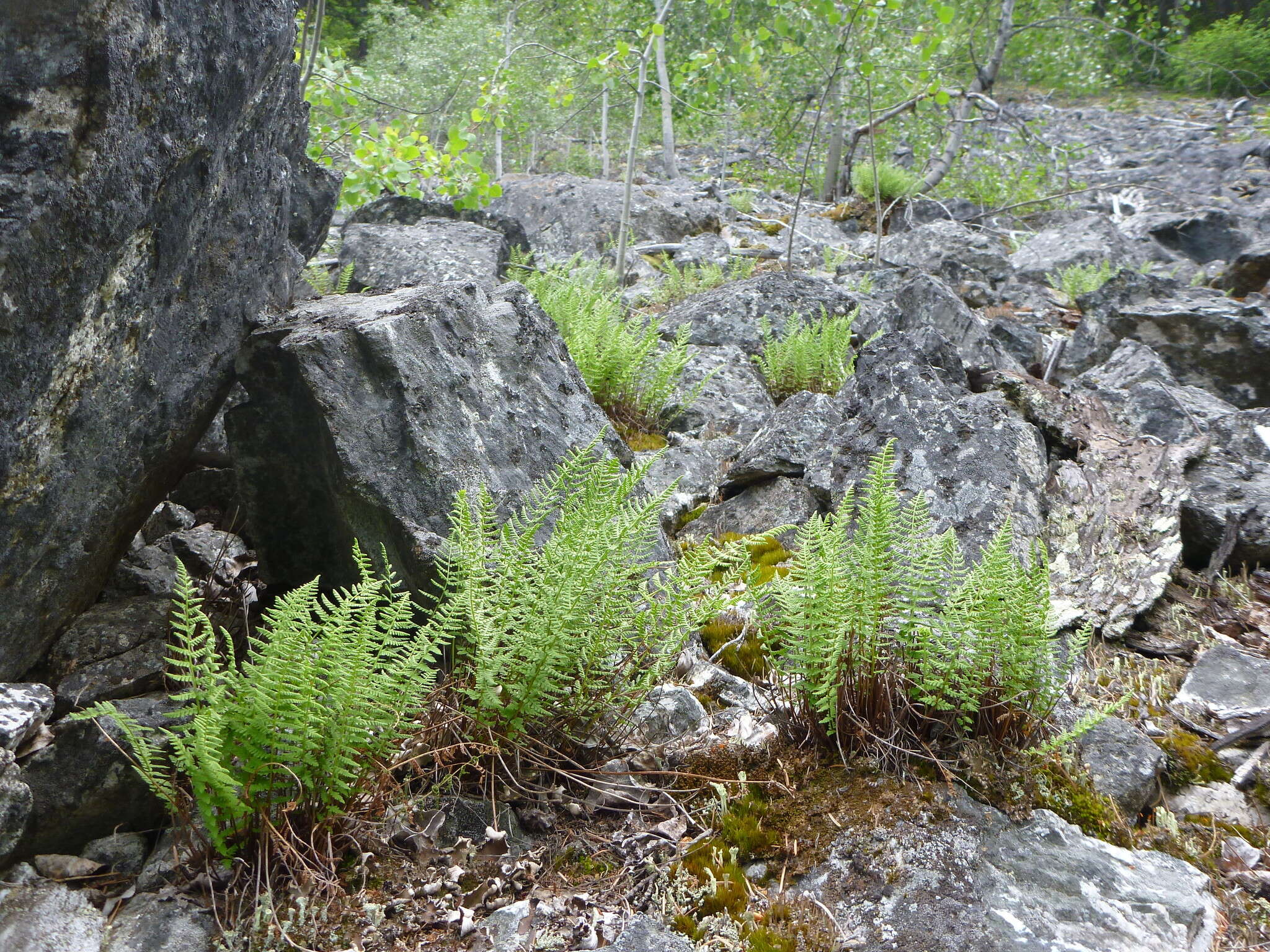 Imagem de Woodsia scopulina D. C. Eat.