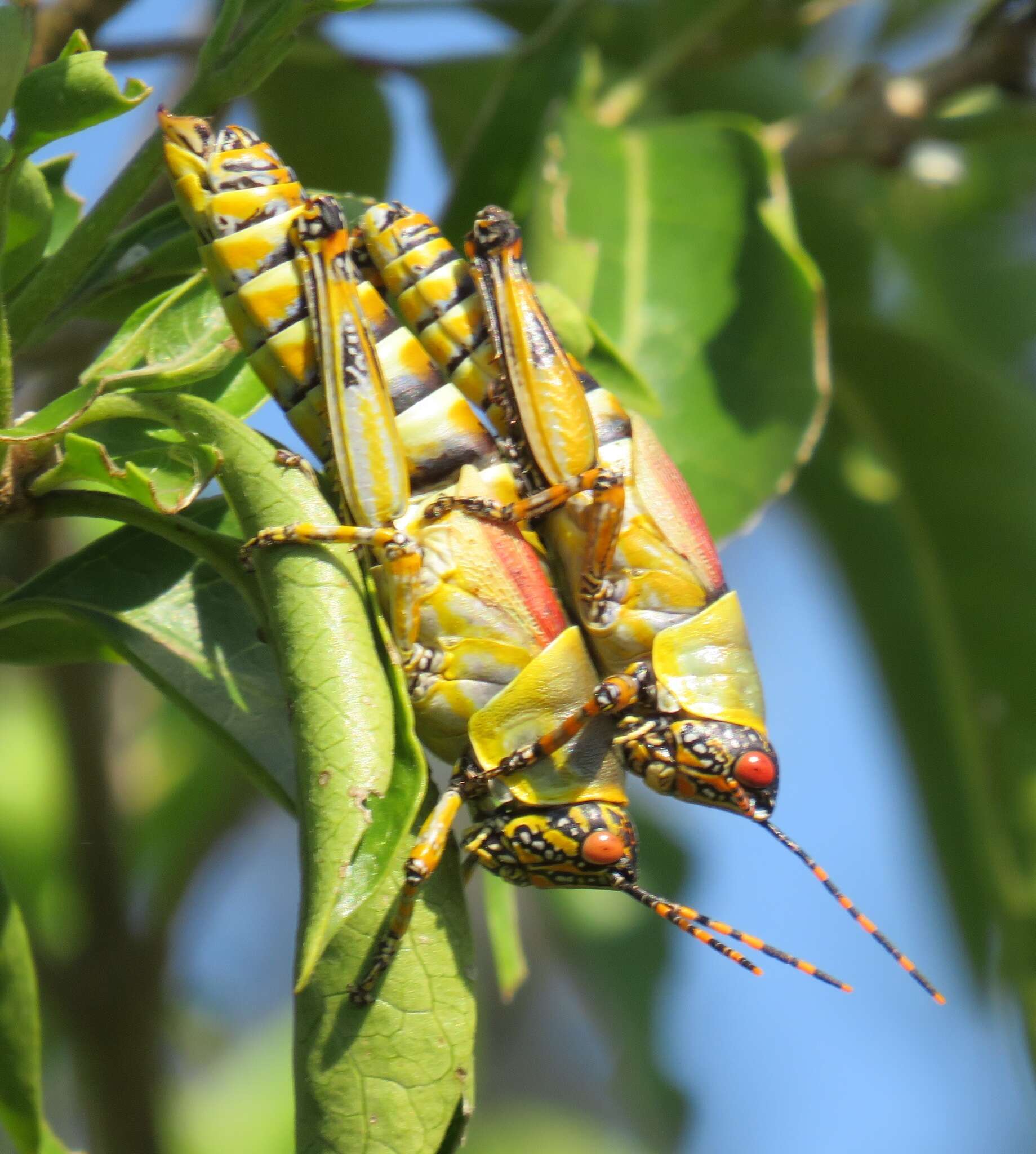 صورة Zonocerus elegans (Thunberg 1815)