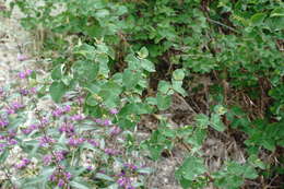 Image of Lonicera iberica M. Bieb.