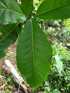 صورة Ficus trigonata L.