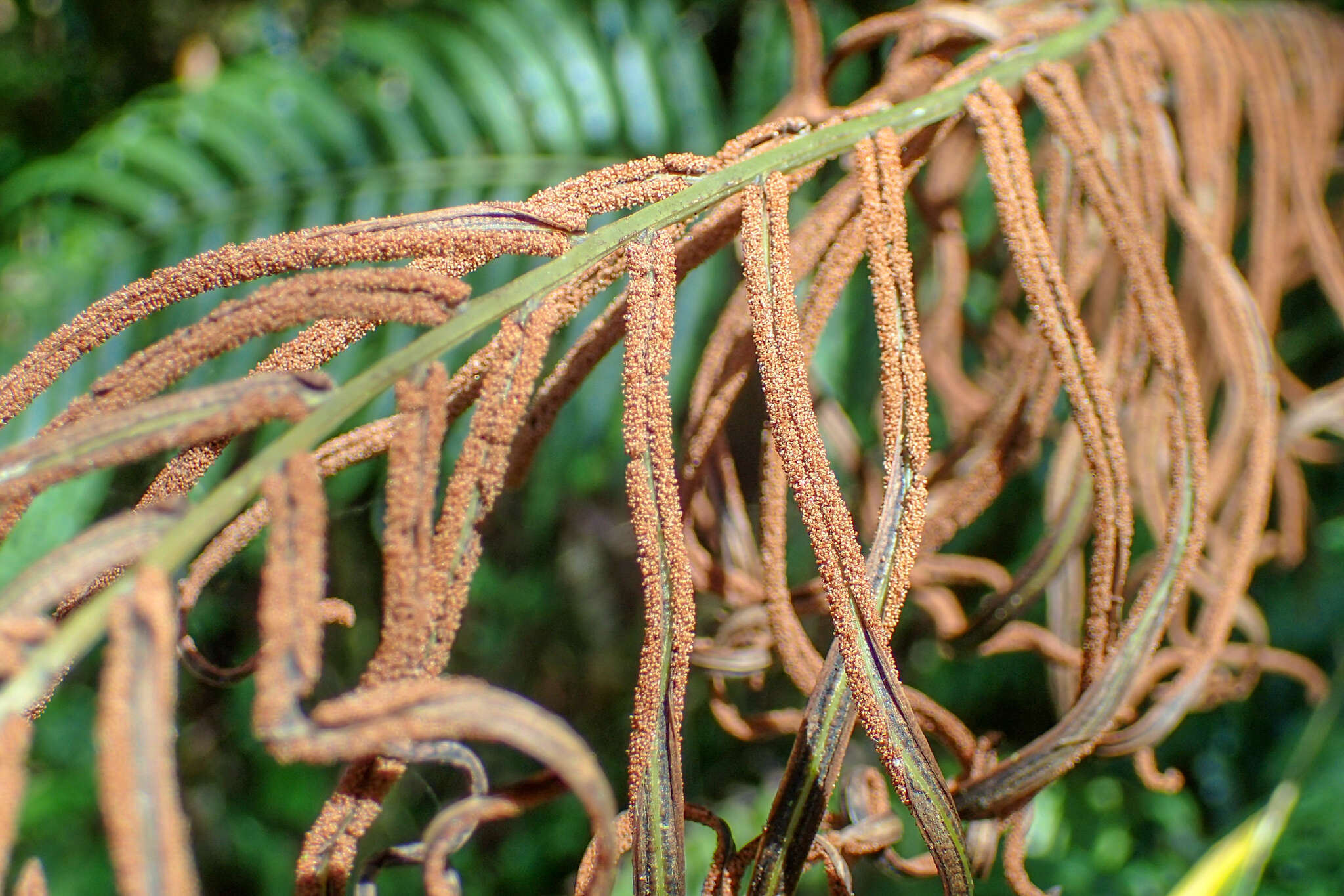 Image of Plagiogyria glauca (Bl.) Mett.