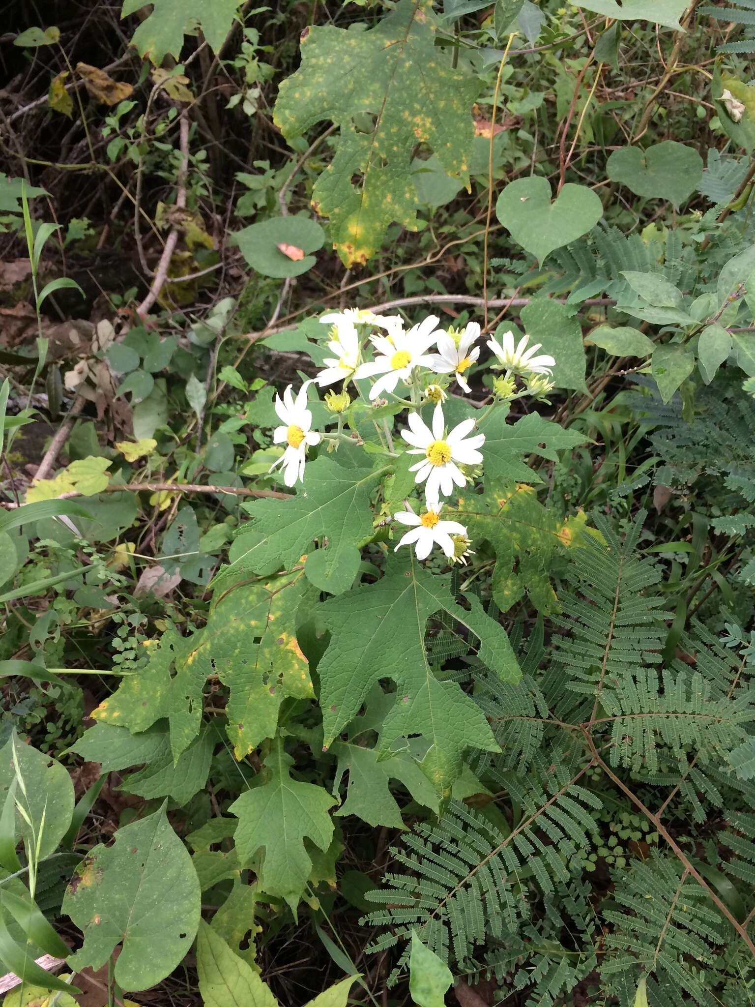 Image of Montanoa grandiflora (DC.) Hemsl.